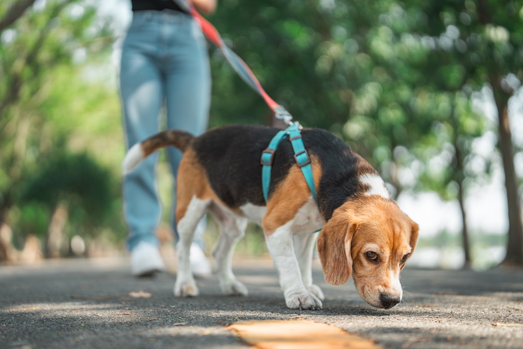 Hundetraining Janine Fillers, Hundeschule Berlin und Teltow.