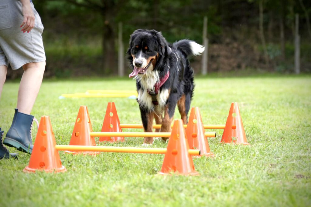 Hundetraining Janine Fillers - Cavalance