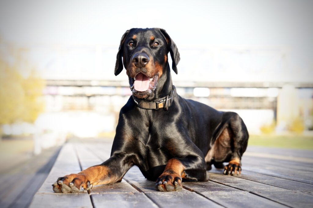 Hundetraining Janine Fillers - Hundeschule Berlin - Junghundkurs