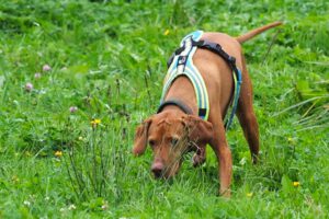 Hundetraining Janine Fillers, Hundeschule Berlin und Teltow.
