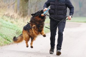 Hundetraining Janine Fillers, Hundeschule Berlin und Teltow.