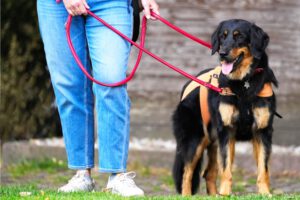 Hundetraining Janine Fillers, Hundeschule Berlin und Teltow.