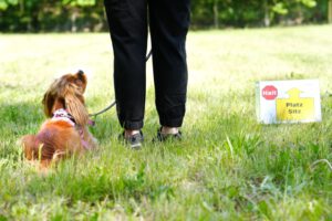 Hundetraining Janine Fillers, Hundeschule Berlin und Teltow.
