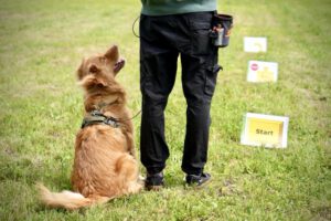Hundetraining Janine Fillers, Hundeschule Berlin und Teltow.
