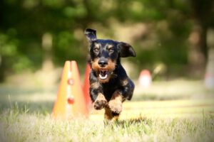 Hundetraining Janine Fillers, Hundeschule Berlin und Teltow.
