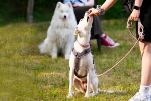 Hundetraining Janine Fillers, Hundeschule Berlin und Teltow.