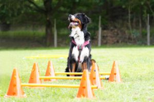 Hundetraining Janine Fillers, Hundeschule Berlin und Teltow.