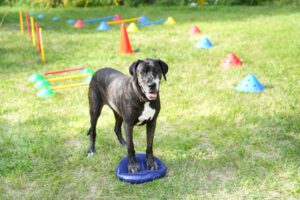 Hundetraining Janine Fillers, Hundeschule Berlin und Teltow.