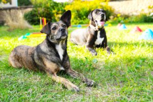 Hundetraining Janine Fillers, Hundeschule Berlin und Teltow.