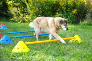 Hundetraining Janine Fillers, Hundeschule Berlin und Teltow.