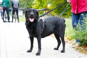 Hundetraining Janine Fillers, Hundeschule Berlin und Teltow.