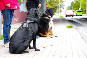Hundetraining Janine Fillers, Hundeschule Berlin und Teltow.