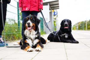 Hundetraining Janine Fillers, Hundeschule Berlin und Teltow.