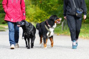 Hundetraining Janine Fillers, Hundeschule Berlin und Teltow.