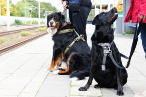 Alltagstraining - Hundetraining Janine Fillers