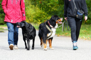 Social Walk - Hundetraining Janine Fillers