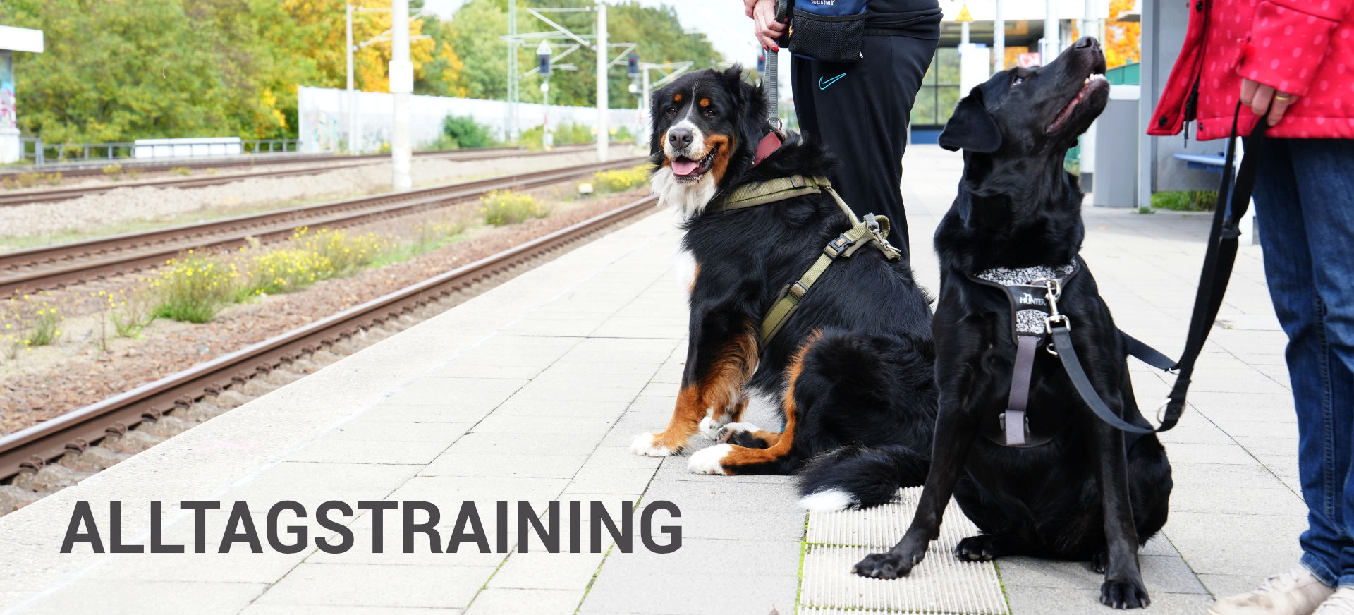 Hundetraining Janine Fillers - Alltagstraining