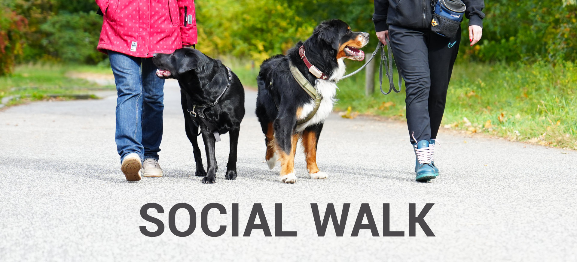 Hundetraining Janine Fillers Social Walk