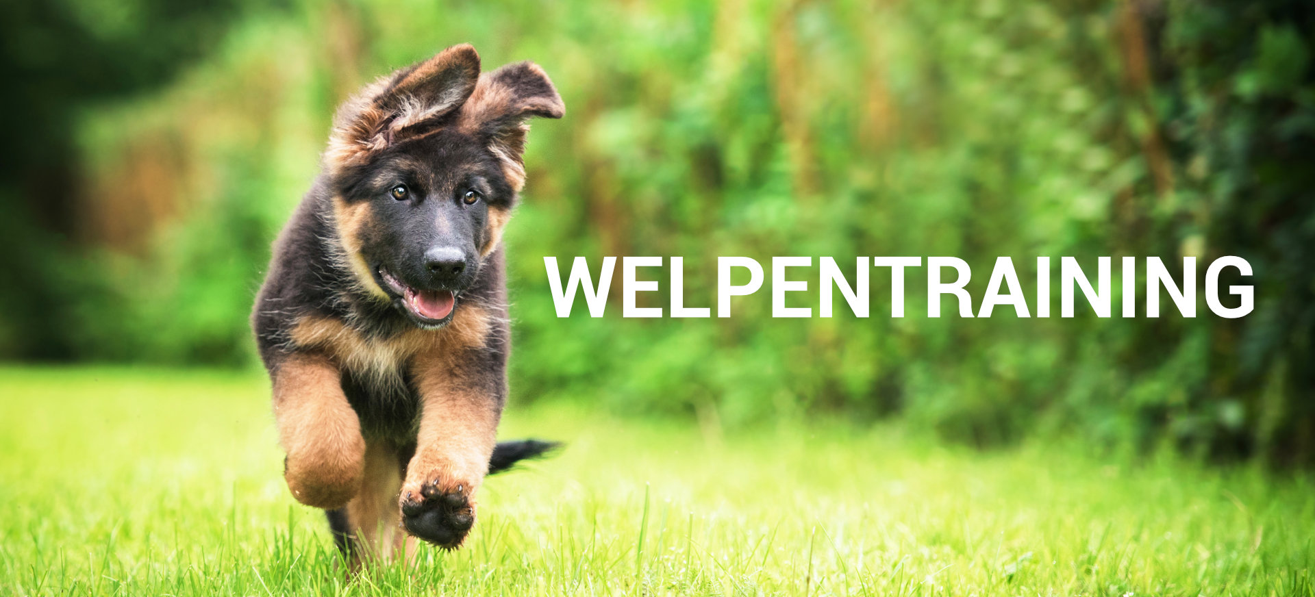 Welpentraining Hundetraining Janine Fillers