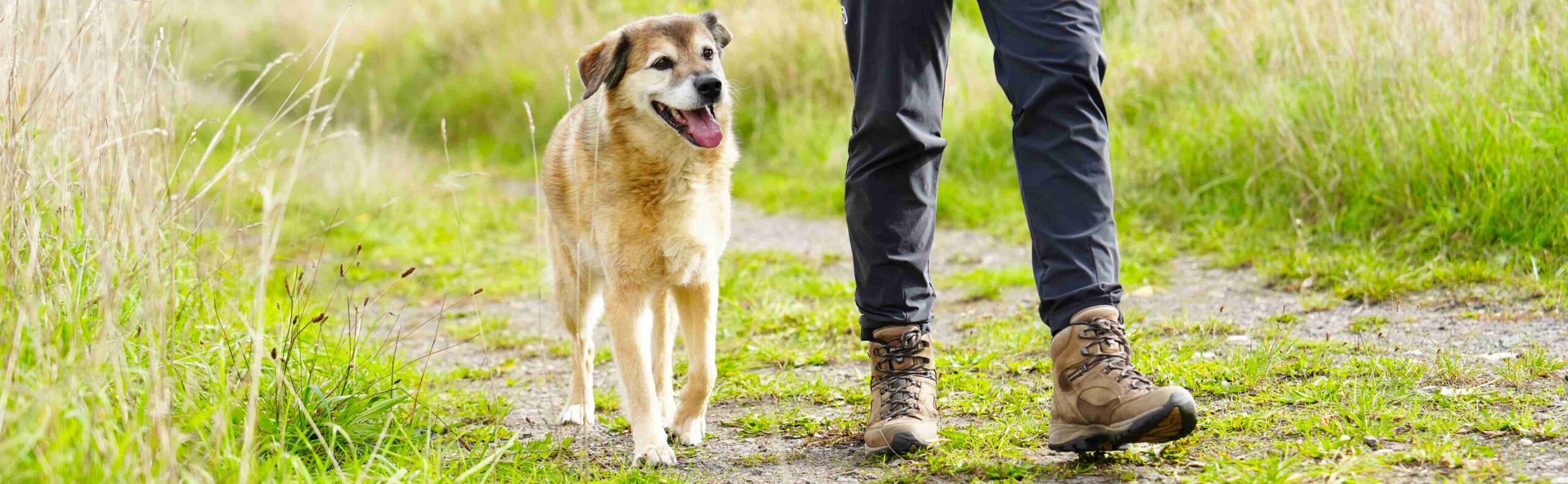 Hundetraining Janine Fillers