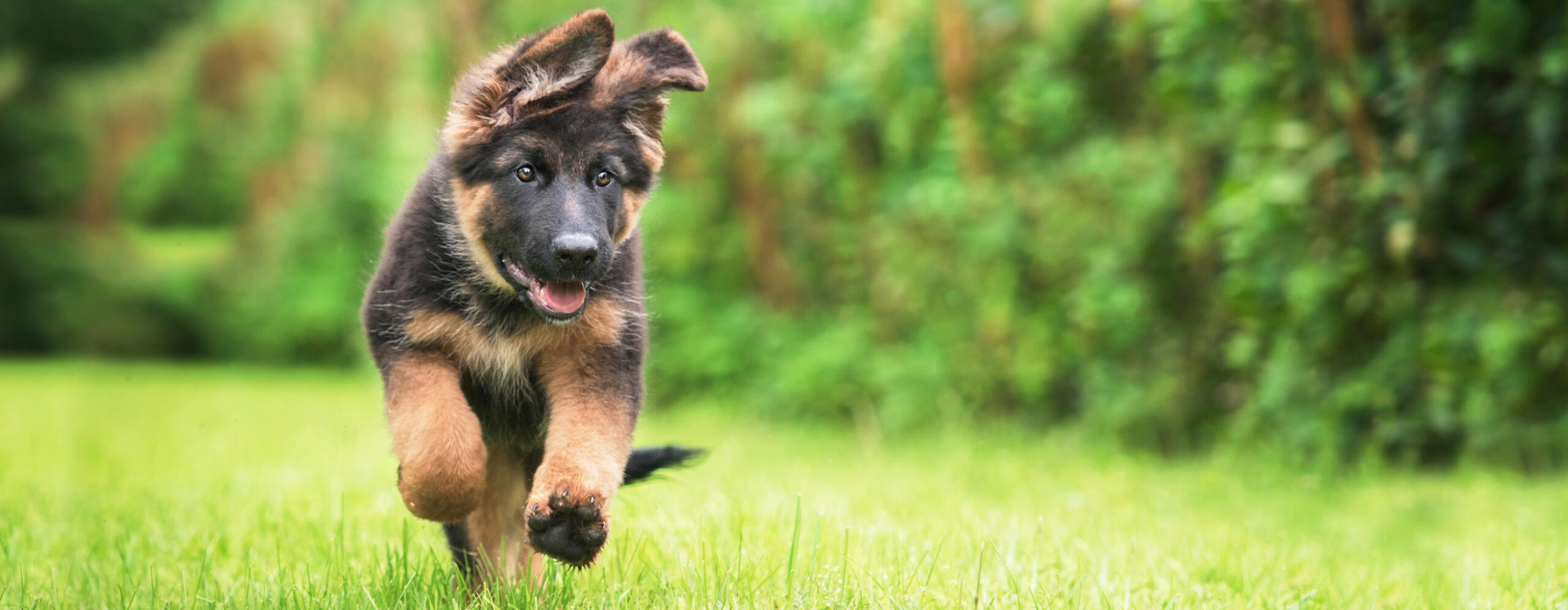 Welpentraining Hundetraining Janine Fillers