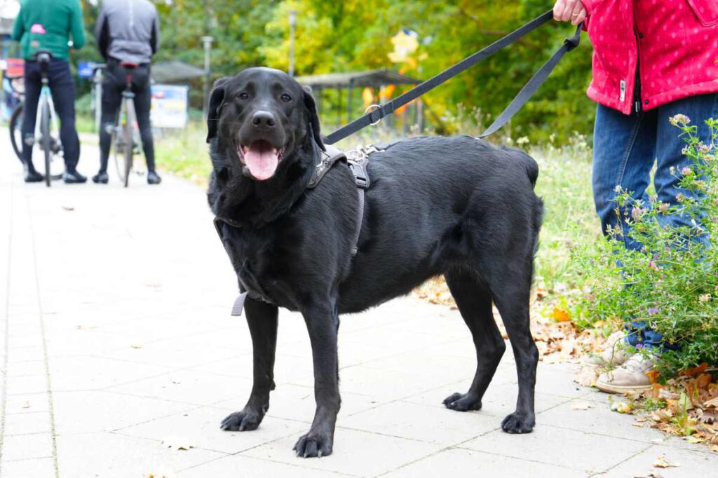 Alltag mit Hund