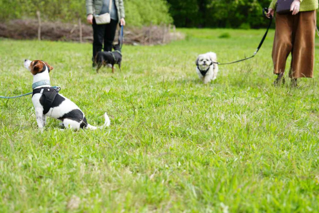 Social Walk Training