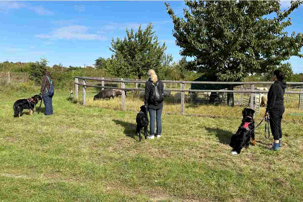 Social Walk Training