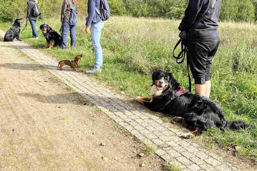 Social Walk Training