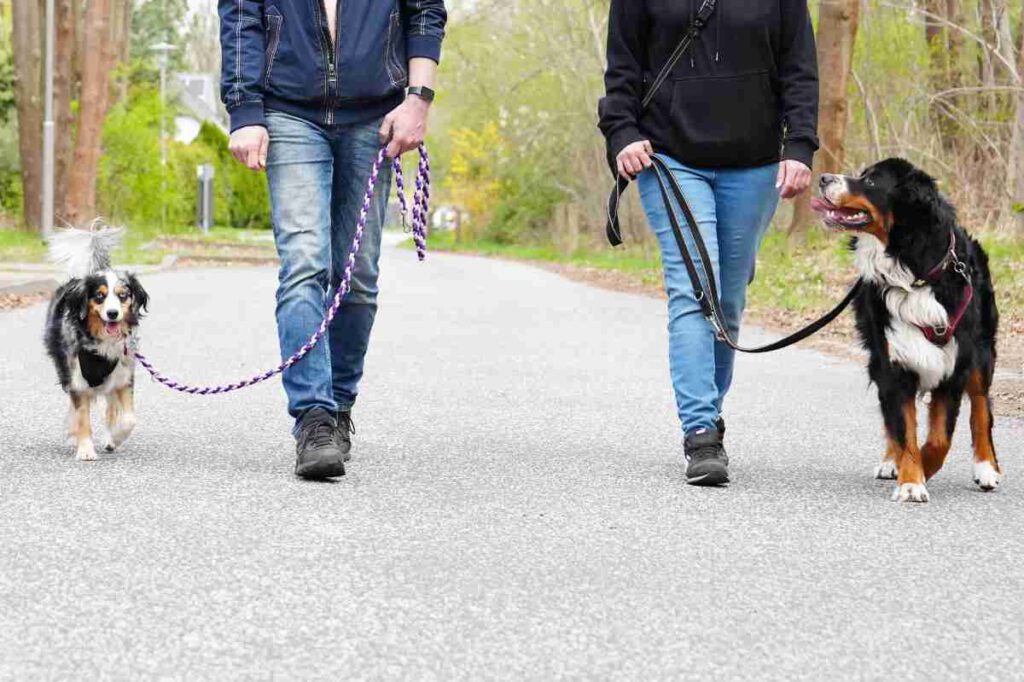 Social Walk Training