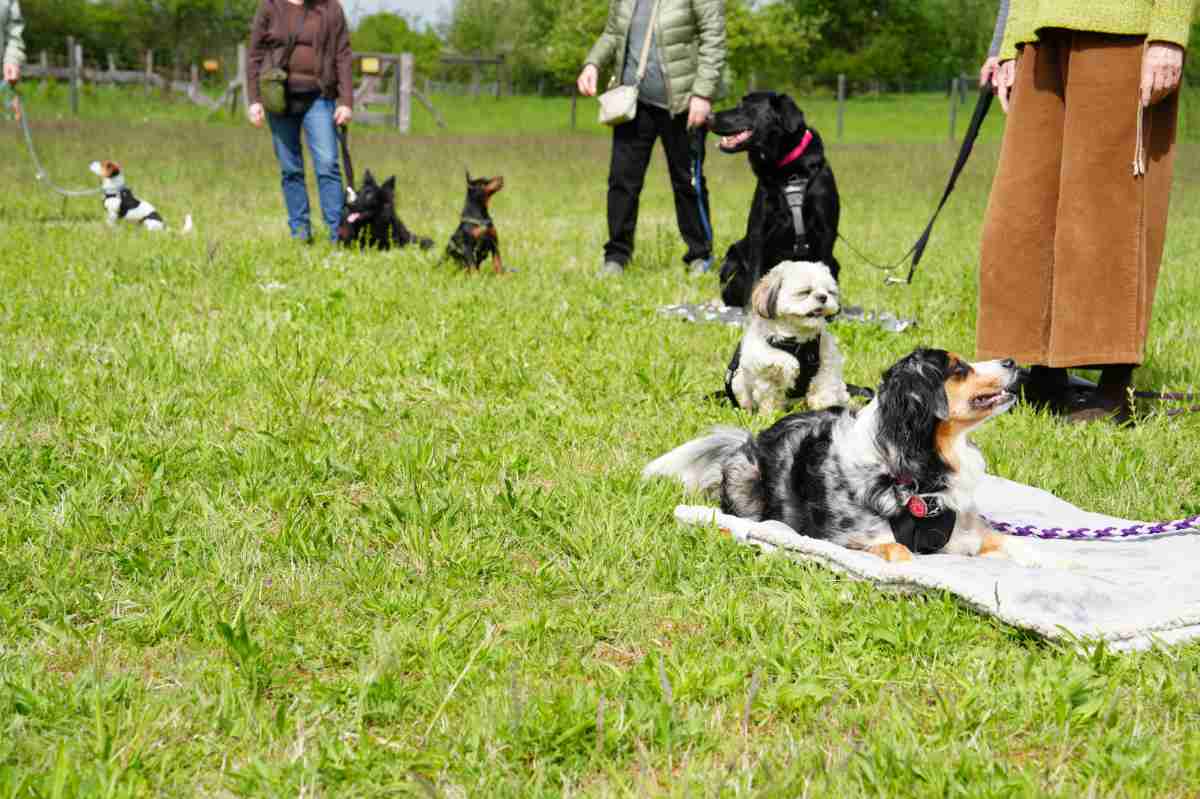 Social Walk Training