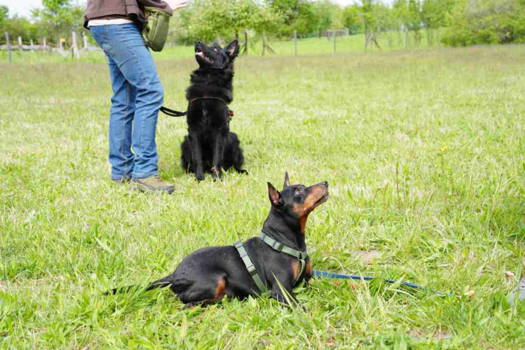 Social Walk Training