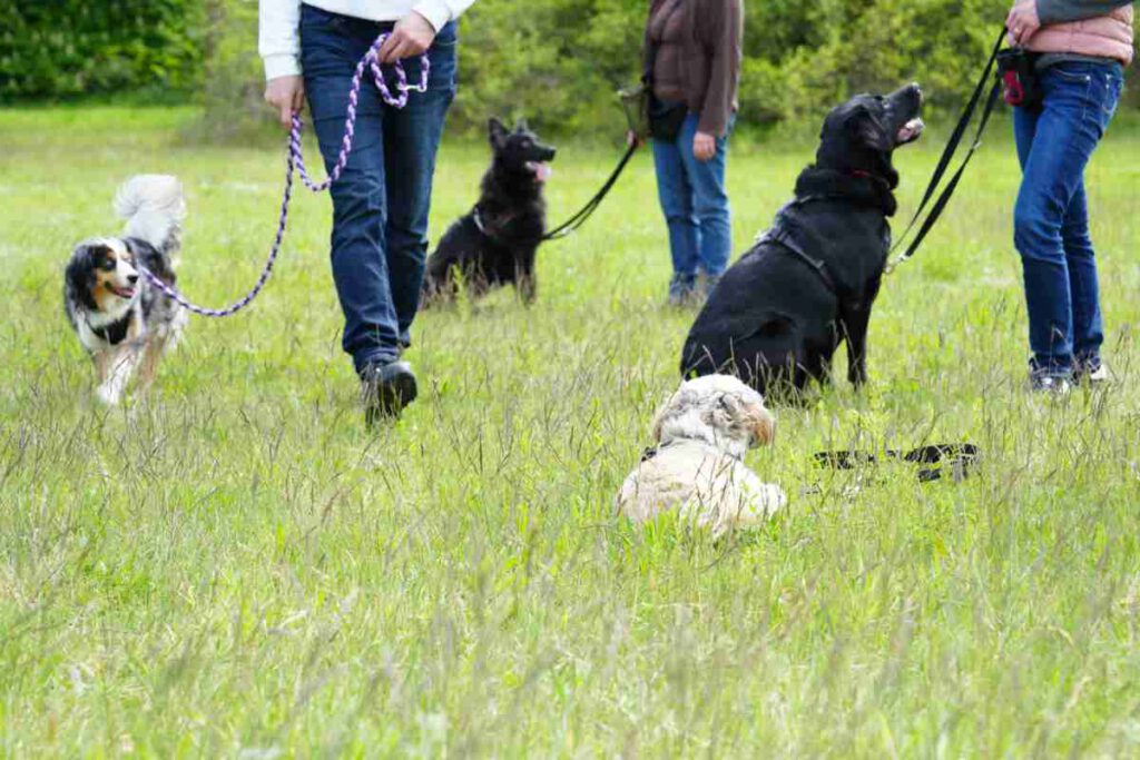 Social Walk Training