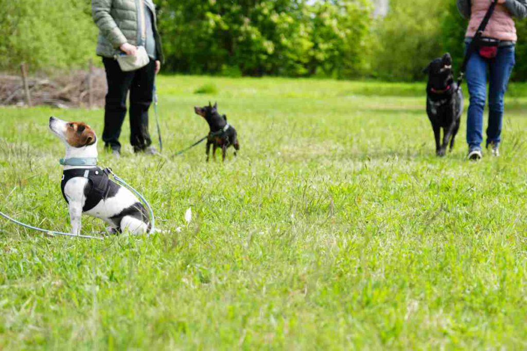 Social Walk Training