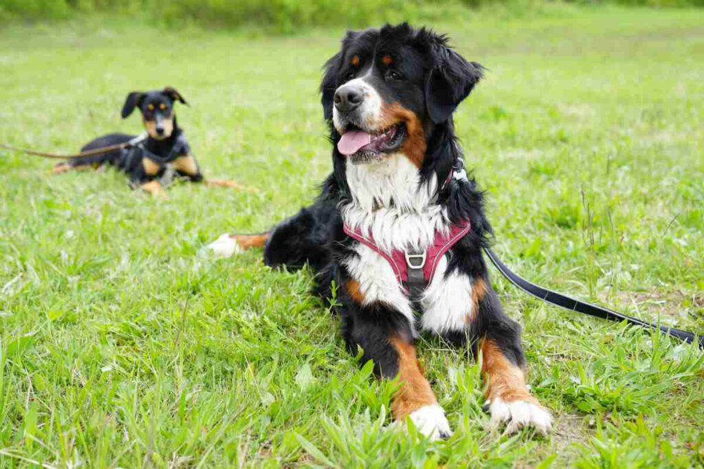 Social Walk Training